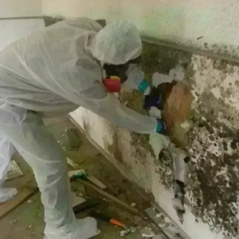 Mold Remediation and Removal in Liberty, NC